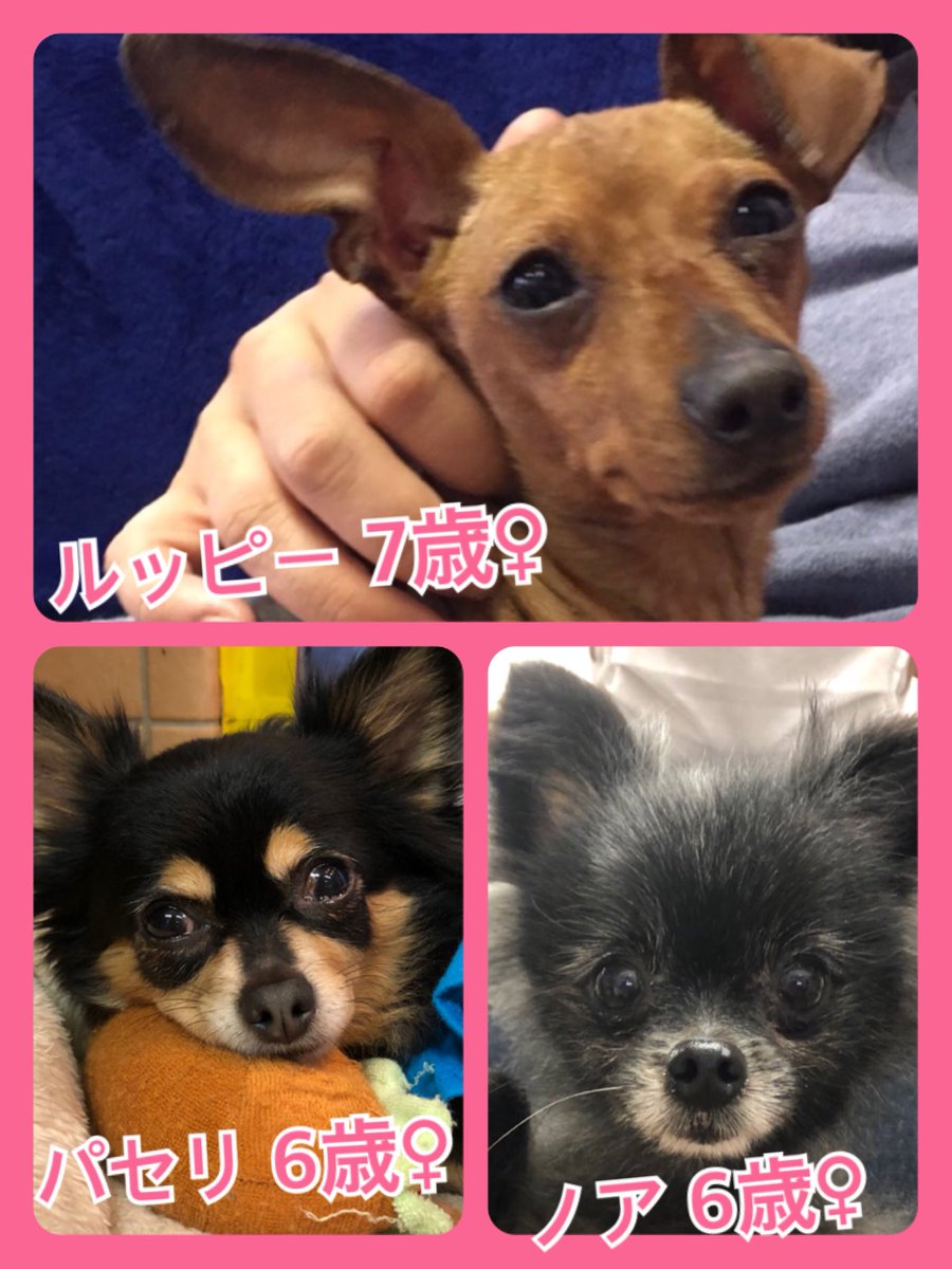 🐾今日の里親様募集中ワンコ🐶メンバーです🐾2019,4,8